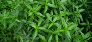 Andrographis Paniculata, Packaging Size : 25-50Kg