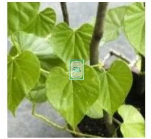 Giloy Tinospora Cordifolia