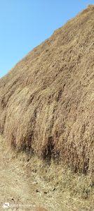 Rhodes Grass Hay