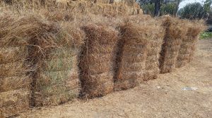 Dry Hay Grass