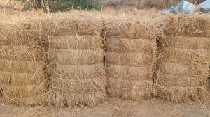 dry Rice Paddy Grass Straw