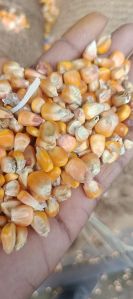 Yellow Maize Seeds