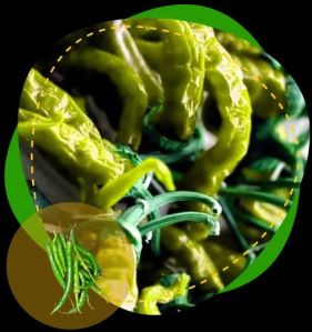 Dried Whole Green Chilli, Quality Available : A Grade