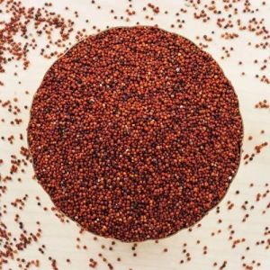 Ragi Millet Grain, Packaging Type : Bag for Porridge, Roti