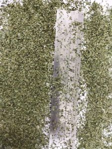 Powder Moringa Herbal Tea, Flavor : Earthy for Beverage