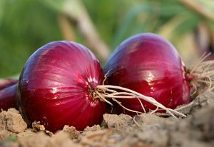 Red Onions, Packaging Size : 25Kg Loose, Net Bag