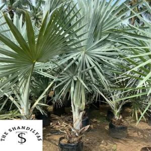 Bismarckia Nobilis Palm Tree