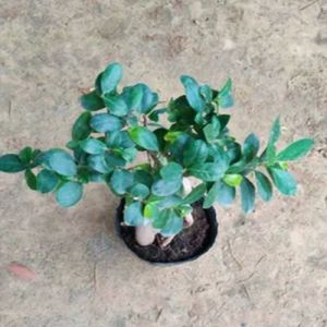 Ficus Bonsai Plants