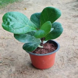 Ficus Lyrata Fiddle Plants for Plantation, Soil Specific : Alkaline