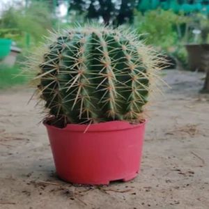 Golden Barrel Cactus Plants