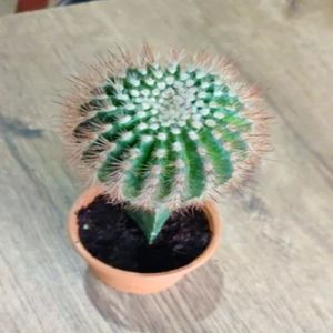 Grafted Cactus Plants