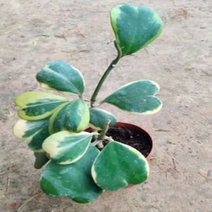 Hoya Kerrii Heart Hoya Plants, Color : Green