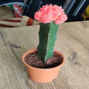 Moon Cactus Plants
