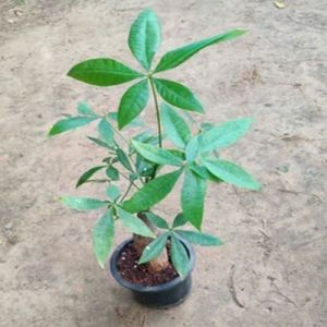 Organic Pachira Bonsai Plants, Color : Green for Plantation