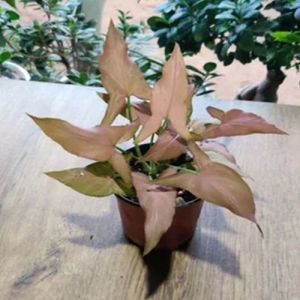 Well Watered Syngonium Pink Miniature Plants for Plantation