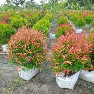 Syzygium Plants, Color : Green, Packaging Type : Plastic Bag