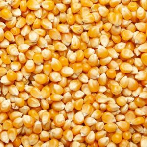 Yellow Maize Seeds 6-12 Months, Packaging Type : Loose, PP Bags