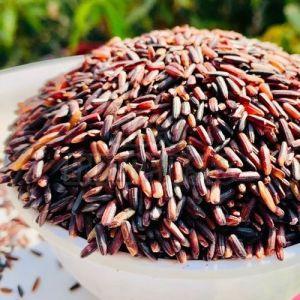 Solid Organic Burma Black Rice, For Human Consumption, Food, Cooking, Packaging Type : Plastic Bags