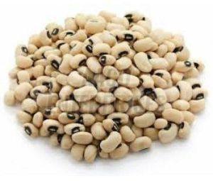White Organic Cow Pea Beans, For Cooking, Grade Standard : Food Grade
