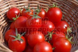 Red Organic Fresh Tomato, For Cooking, Skin Products, Packaging Type : Plastic Crates