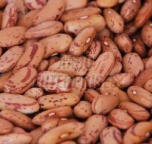 Organic Kidney Beans, For Cooking, Grade Standard : Food Grade