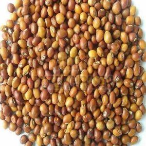 Organic Pigeon Pea Beans, For Cooking, Grade Standard : Food Grade