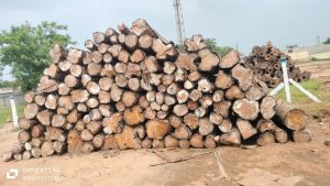 Panama Teak Wood Logs