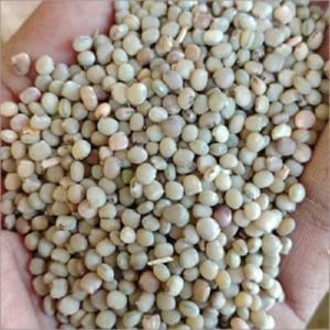 Guar Gum Seeds, Color : Creamy, Packaging Type : Plastic Bag
