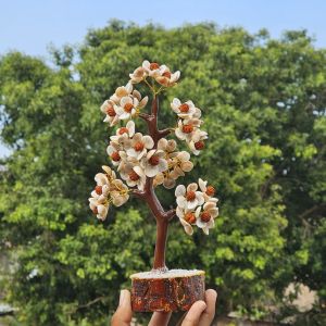 Unique Gomati Chakra Rudraksha Tree, Color : White Varies