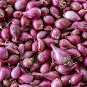 Shallot Onions