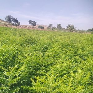 Green Natural Curry Leaves, Packaging Size : 250g, 500g, 1Kg, 5Kg