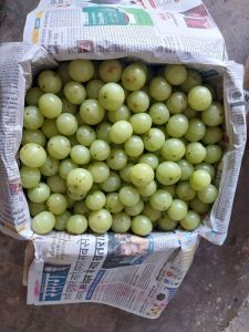Amla, Color : Green, Packaging Type : Box