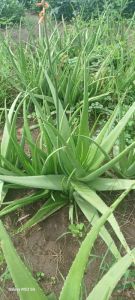 Aloevera Plants