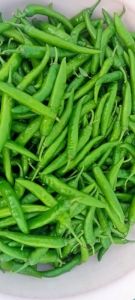 1355 Organic Green Chilli, Packaging Size : 25Kg, 50Kg