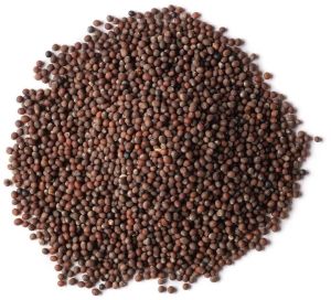 Organic Brown Mustard Seeds, Seed Type : Natural Food Grade