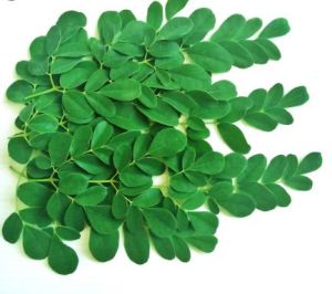 Moringa Leaf, Color : Green, Grade Standard : Medicine Grade