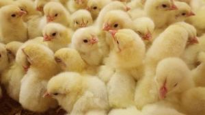 Broiler Chicks