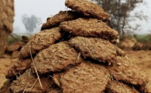 cow dung uple