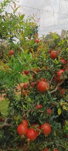 Natural Pomegranate, Packaging Size : 10Kg