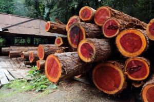 Red Sandalwood Logs