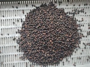 Organic Black Pepper Seed, Packaging Size : 50g, 100g