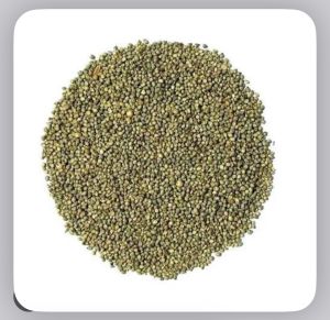 bajra seeds