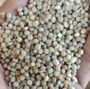 Sourav Traders Organic Guar Seeds, Packaging Size : 50Kg