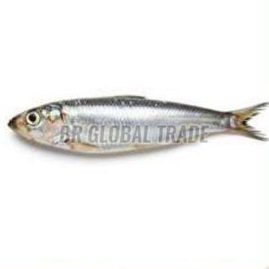 Frozen Anchovy Fish for Cooking