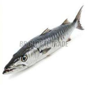 Frozen Barracuda Fish, Packaging Type : Vacuum-sealed for Cooking