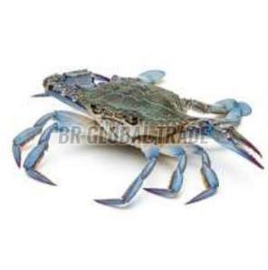 Frozen Blue Swim Crab for Cooking