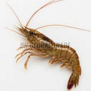 Frozen Brown Metapenaeus Monoceros Shrimp