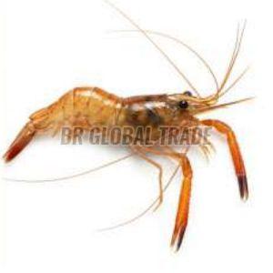 Frozen Deep Sea Shrimp for Cooking