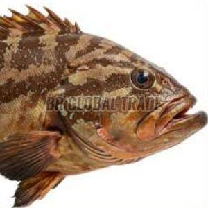 Frozen Grouper Fish for Cooking