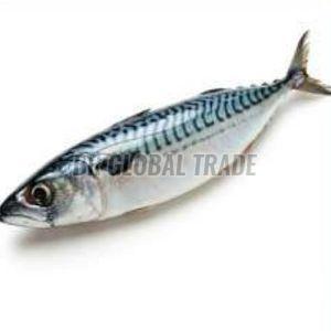Frozen Mackerel Fish for Cooking